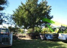 Kwikfynd Tree Management Services
woondul